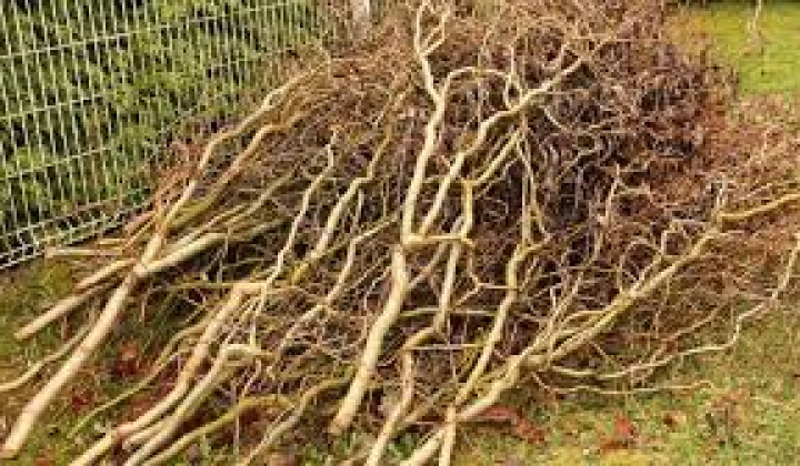 Fotka - Nové miesto na vývoz konárov